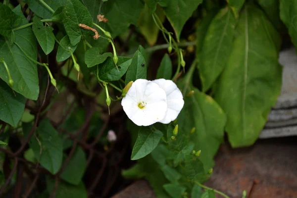 Divoký Bindweed Calystegia Sepium Konvulzivní Arvensis Krásné Květinové Léto Abstraktní — Stock fotografie