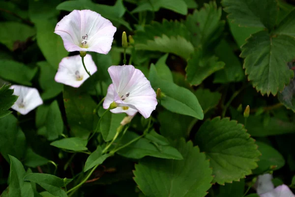 野生Bindweed Calystegia Sepium 心房狭窄Convolvulus Arvensis 美丽的植物夏天抽象的自然背景 花束杂草植物 白色的花夏田 — 图库照片