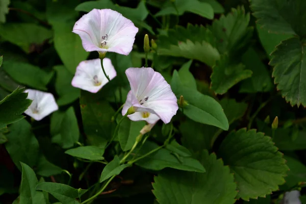 野生Bindweed Calystegia Sepium 心房狭窄Convolvulus Arvensis 美丽的植物夏天抽象的自然背景 花束杂草植物 白色的花夏天的田野 — 图库照片