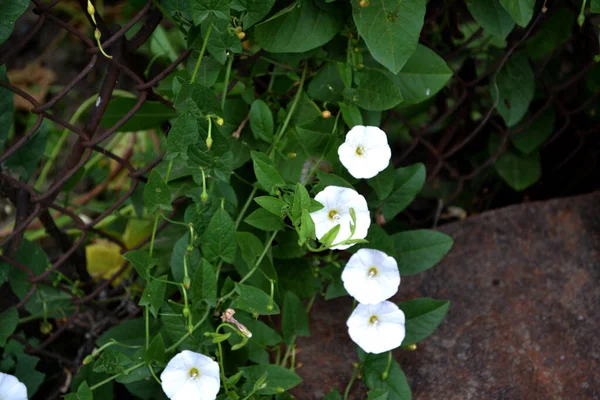 Haricot Sauvage Calystegia Sepium Beau Fond Floral Été Abstrait Nature — Photo