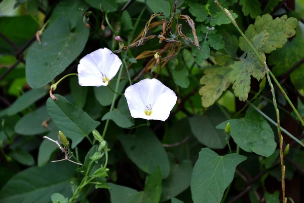 Convolvurus Arvensis 野生のビンディード カリステジア セピア 自然の美しい花の夏の抽象的な背景 花のビンディード植物 ハーブの開花 白い花 — ストック写真