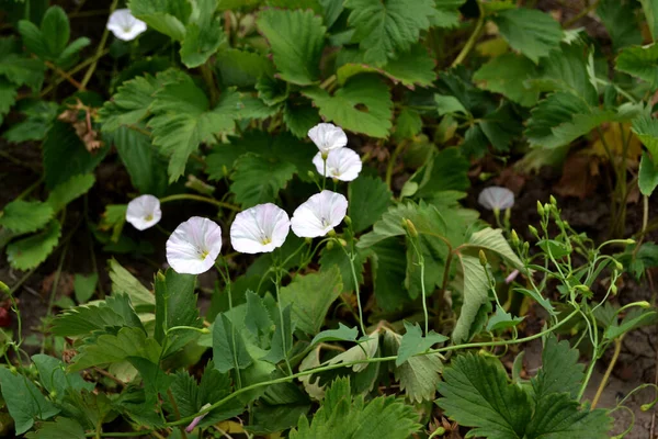 Dzika Trawa Łąkowa Calystegia Sepium Convolvulus Arvensis Piękne Lato Kwiatowe — Zdjęcie stockowe