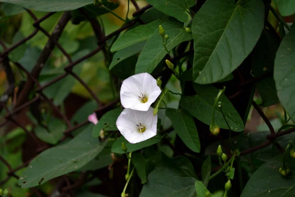 野生のビンディード カリステジア セピア 自然の美しい花の夏の背景 花のビンディード植物 Convolvurus Arvensis — ストック写真