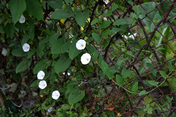 野生のビンディード カリステジア セピア 自然の美しい花の夏の抽象的な背景 花のビンディード植物 Convolvurus Arvensis ハーブの開花 — ストック写真