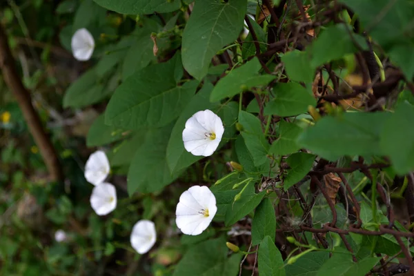 Convolvulus Arvensis Wilde Bindgras Calystegia Sepium Mooie Bloemige Zomer Abstracte — Stockfoto