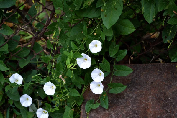 Wild Bindweed Calystegia Sepium Beautiful Floral Summer Abstract Background Nature — Stock Photo, Image