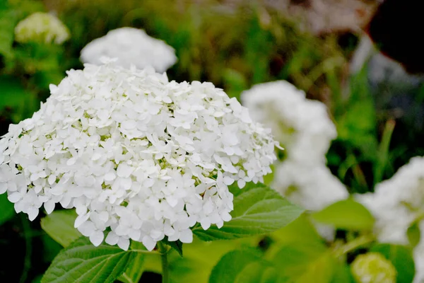 Viburnum Vulgaris Sterilis Bola Nieve Europea Bola Nieve Bush Hermoso — Foto de Stock