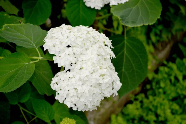 维伯纳姆 斯特里里斯 欧洲雪球 雪球布什 美丽的植物夏天抽象的自然背景 白色的花夏天的花坛 — 图库照片