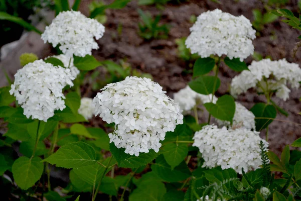 Viburnum Vulgaris Sterilis European Snowball Snowball Bush Beau Fond Floral — Photo