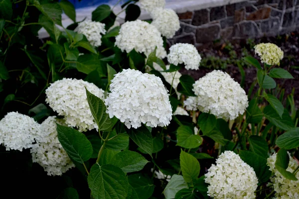 夏天的花坛花园维伯纳姆 斯特里里斯 欧洲雪球 雪球布什 真漂亮白花 — 图库照片
