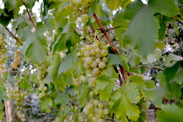 Vacker Grönska Abstrakt Bakgrund Naturen Unga Gröna Vinblad Grenar Bäddsoffa — Stockfoto