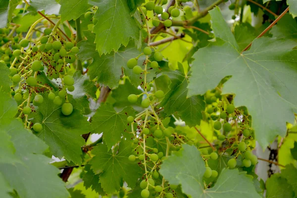 Vacker Grönska Abstrakt Bakgrund Naturen Naturlig Trädgård Bakgrund Med Grenar — Stockfoto