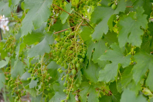 Vacker Grönska Abstrakt Bakgrund Naturen Naturlig Trädgård Bakgrund Med Grenar — Stockfoto