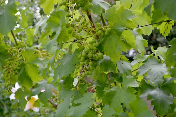 Vacker Grönska Abstrakt Bakgrund Naturen Naturlig Trädgård Bakgrund Med Grenar — Stockfoto