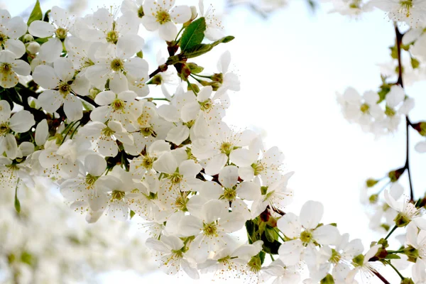 Prunus Subgen Natural Garden Background Branches Cherry Flowers — Stock Photo, Image