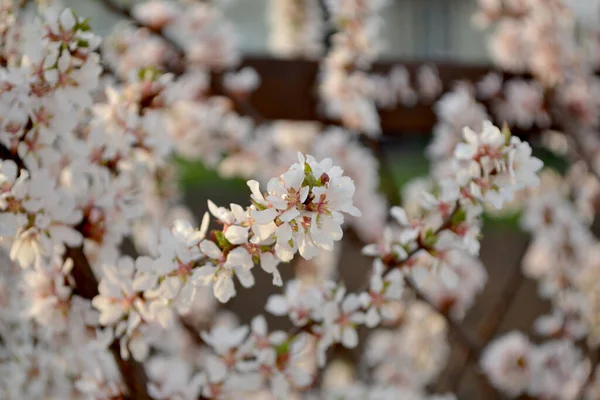 Prunus Tomentosa Sentí Cereza Hermoso Fondo Abstracto Floral Naturaleza — Foto de Stock