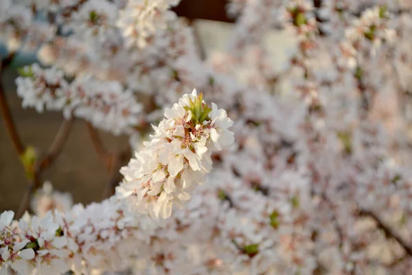 Prunus Tomentosa Felt Cherry Beautiful Floral Abstract Background Nature Spring — Stock Photo, Image