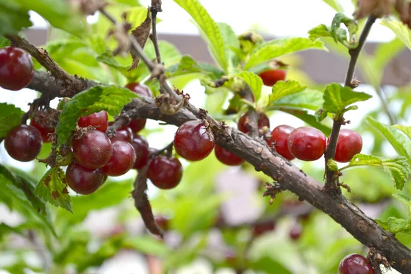 Prunus Tomentosa Felt Cherry Beautiful Berry Abstract Background Nature Chinese — Stock Photo, Image