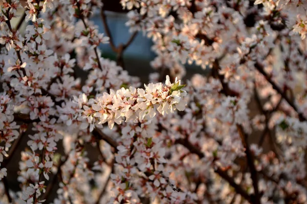 Prunus Tomentosa Cereja Feltro Cereja Chinesa Paisagem Primavera Com Flores — Fotografia de Stock