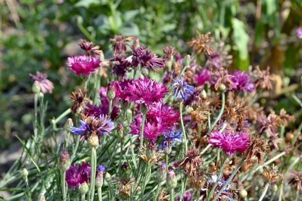 Korenbloem Blauw Roze Centaurea Prachtige Bloemen Abstracte Achtergrond Van Natuur — Stockfoto