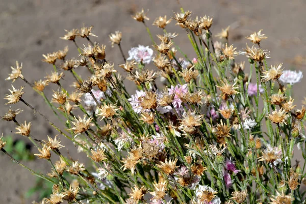 Centaurea Fiordaliso Blu Rosa Paesaggio Estivo Bellissimo Sfondo Floreale Astratto — Foto Stock