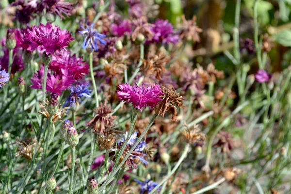 Korenbloem Blauw Roze Centaurea Prachtige Bloemen Abstracte Achtergrond Van Natuur — Stockfoto