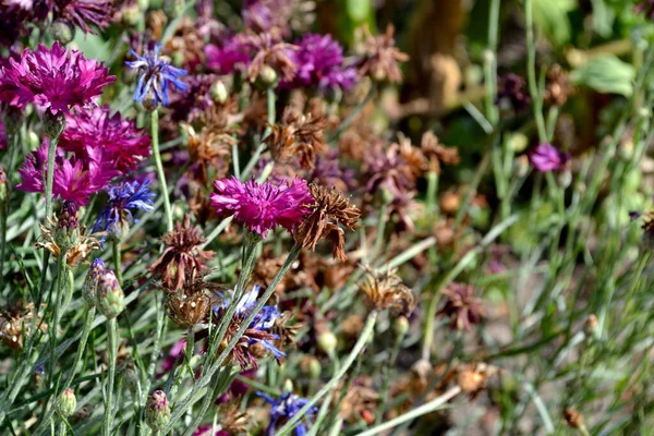 Korenbloem Blauw Roze Centaurea Prachtige Bloemen Abstracte Achtergrond Van Natuur — Stockfoto