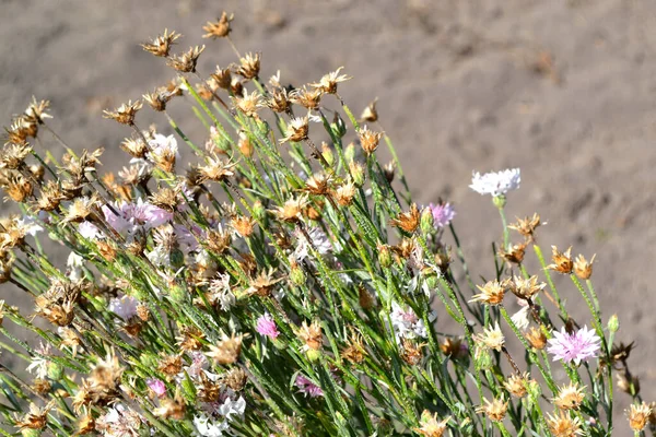 Fiordaliso Blu Rosa Bellissimo Sfondo Floreale Astratto Della Natura Centaurea — Foto Stock