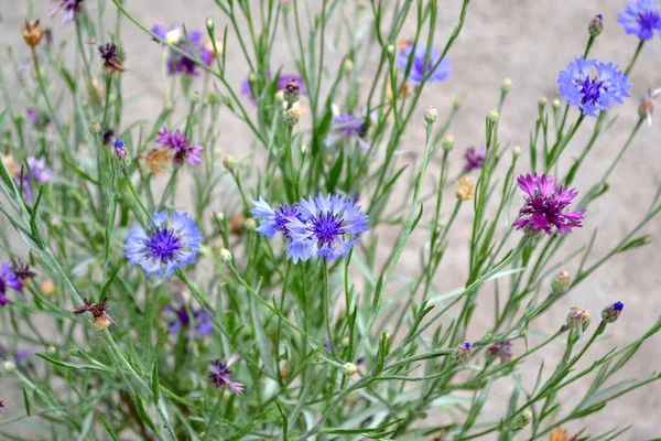 Azul Aciano Rosa Hermoso Fondo Abstracto Floral Naturaleza Centaurea Paisaje — Foto de Stock