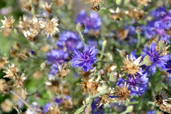 Centaurea Azul Aciano Rosa Paisaje Verano Hermoso Fondo Abstracto Floral — Foto de Stock