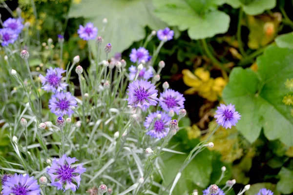 Centaurea Korenbloem Blauw Roze Prachtige Bloemen Abstracte Achtergrond Van Natuur — Stockfoto