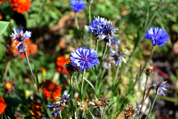 Centaurea Kornblumenblau Rosa Schöne Blumen Abstrakten Hintergrund Der Natur Sommerlandschaft — Stockfoto