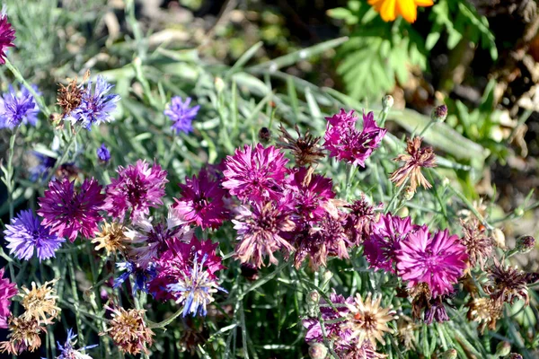 Centaurea Azul Aciano Rosa Hermoso Fondo Abstracto Floral Naturaleza Paisaje — Foto de Stock