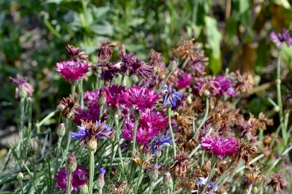 Azul Aciano Rosa Centaurea Hermoso Fondo Abstracto Floral Naturaleza Paisaje — Foto de Stock