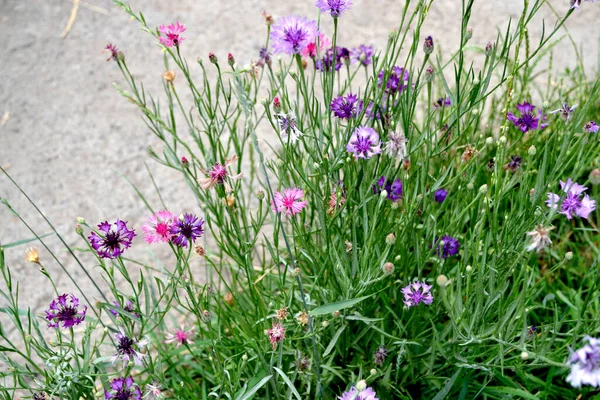 Fiordaliso Blu Rosa Bellissimo Sfondo Floreale Astratto Della Natura Centaurea — Foto Stock