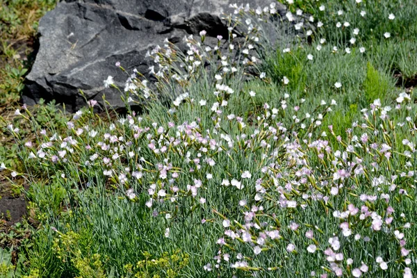 Dianthus Vagyok Szegfű Fehér Virág Gyönyörű Virágos Elvont Háttér Természet — Stock Fotó