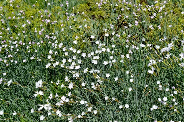 Dianthus Cravo Flor Branca Fundo Abstrato Floral Bonito Natureza Paisagem — Fotografia de Stock