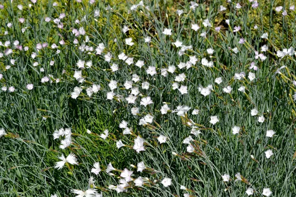 Cravo Flor Branca Dianthus Fundo Abstrato Floral Bonito Natureza Paisagem — Fotografia de Stock