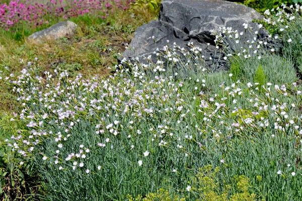 Szegfű Fehér Virág Dianthus Vagyok Gyönyörű Virágos Elvont Háttér Természet — Stock Fotó