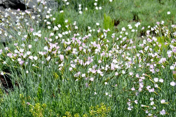 Гвоздичный Белый Цветок Диантус Красивый Цветочный Абстрактный Фон Природы Летний — стоковое фото