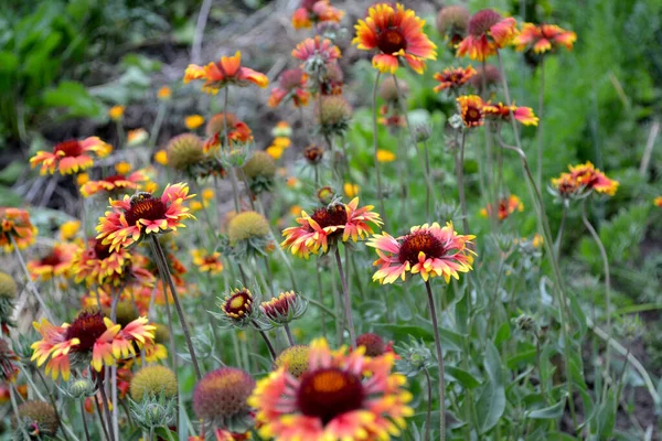 Gaillardia Pulchella Fyrhjuling Indisk Filt Indisk Filt Eller Sundance Vacker — Stockfoto