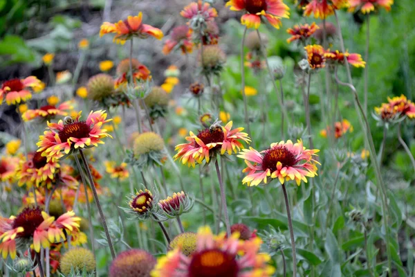 Gaillardia Pulchella Fyrhjuling Indisk Filt Indisk Filt Eller Sundance Vacker — Stockfoto