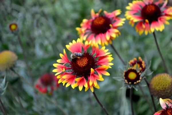 Gaillardia Pulchella Fyrhjuling Indisk Filt Indisk Filt Eller Sundance Vacker — Stockfoto