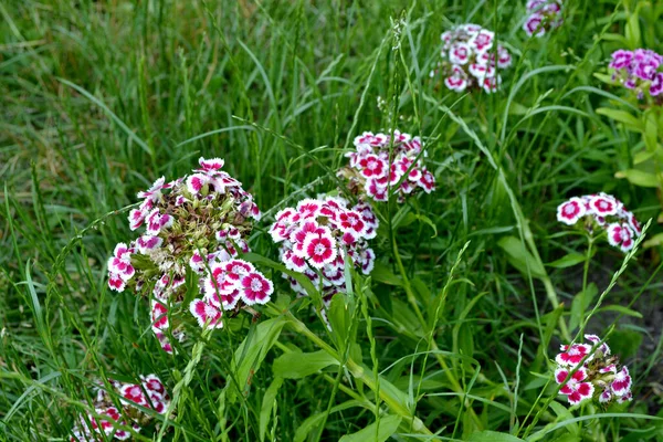 Dianthus Barbatus Hermoso Fondo Abstracto Floral Naturaleza Paisaje Verano Fondo — Foto de Stock