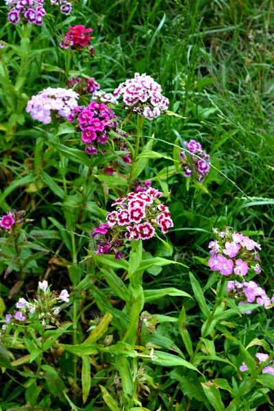 Vacker Blommig Abstrakt Bakgrund Naturen Dianthus Barbatus Sommarlandskap Naturlig Trädgård — Stockfoto