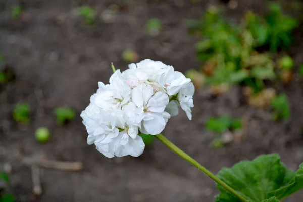 Plantas Herbáceas Semiarbustivas Perennes Pelargonio Geranio Hermoso Fondo Abstracto Floral — Foto de Stock