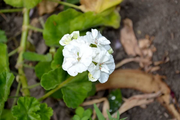 Pélargonium Géranium Plantes Herbacées Vivaces Semi Arbustives Beau Fond Floral — Photo