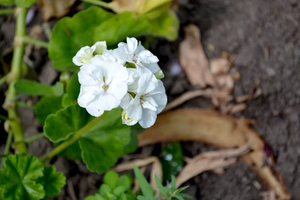 Pélargonium Géranium Plantes Herbacées Vivaces Semi Arbustives Beau Fond Floral — Photo