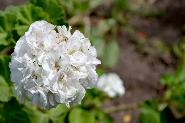 Pelargonium Geranium Wieloletnie Rośliny Zielne Lub Półkrzewiaste Piękne Kwiatowe Abstrakcyjne — Zdjęcie stockowe