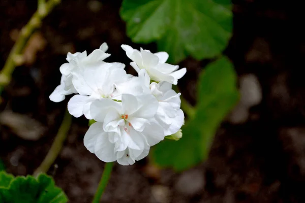 Pélargonium Géranium Beau Fond Floral Abstrait Nature Paysage Estival Plantes — Photo